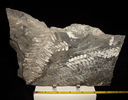 Alethopteris_Pecopteri_Fossil_Fern_Pennsylvania.jpg
